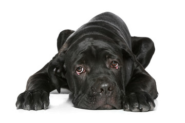 Cane corso dog puppy lying on a white