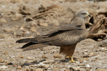 Fototapeta premium Milano negro