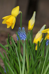 Fr&uuml;hlingsblumen