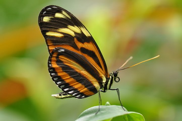Schmetterling