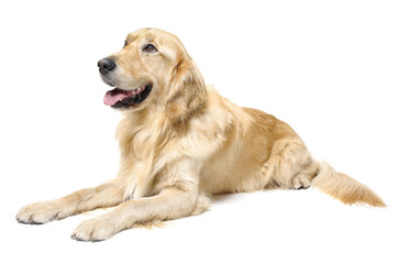 Golden Retriever Lying Down