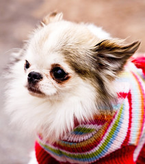 Long Haired Chiwawa