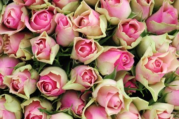 Roses