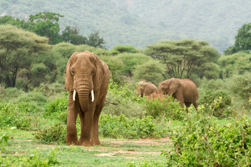 Fototapeta na wymiar Elephant in Lake Manyara National Park
