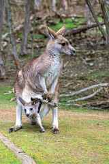 female kangaroo with joey trying to leave her pouch