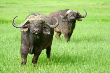 Two african buffaloes in a field of grass