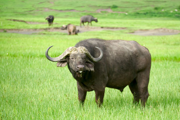 African buffalo in a field of grass