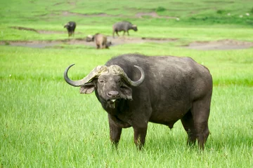 Foto auf Acrylglas African buffalo in a field of grass © Natalia Pushchina
