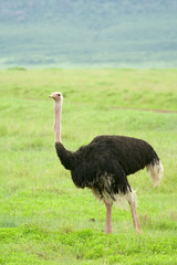 African ostrich