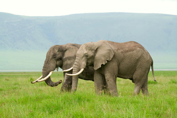 Two african elephants walking in savannah