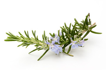 Rosmarinzweig mit Bl&uuml;ten, Makro, isoliert