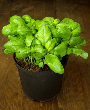 pianta di basilico