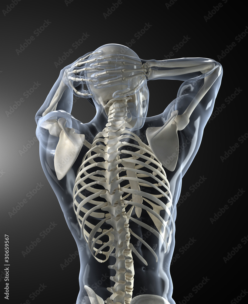 Wall mural Human Body Medical Scan back view