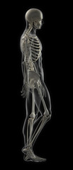 Walking Male Full Skeleton Scan