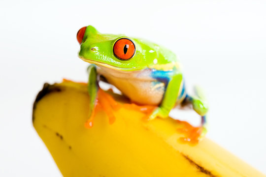 Frog on a banana