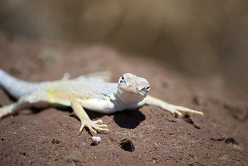 Curious Lizard