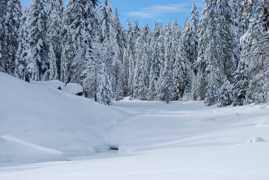 Fototapeta Snowy Clearing