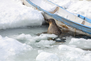 あざらし © hallucion_7