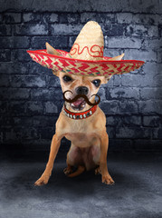 mexican chihuahua dog