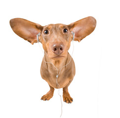 dachshund listening to music