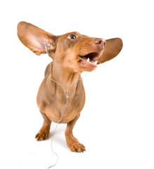 dachshund listening to music