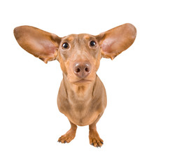 dachshund