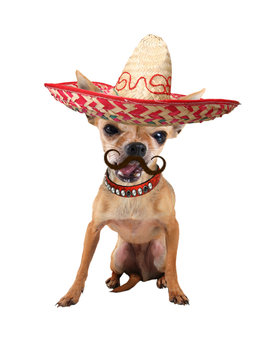 mexican chihuahua dog