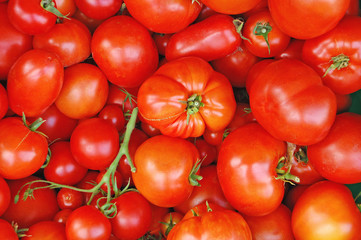 Fresh red tomatoes