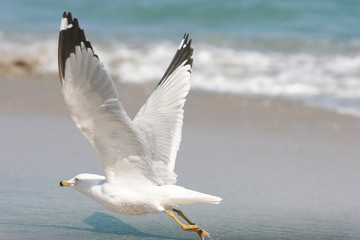 Fototapeta na wymiar pobrzeże seagull