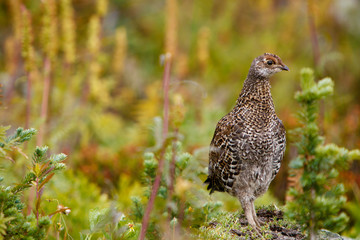 Ruffed Grouse
