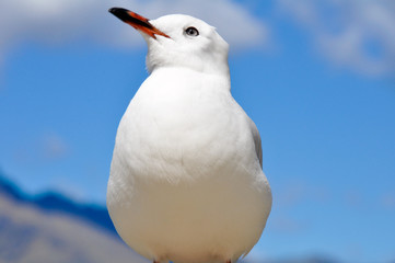Seagull