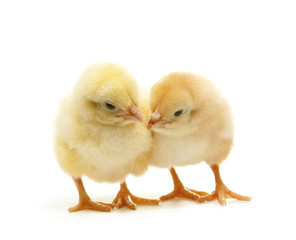 two yellow chicken