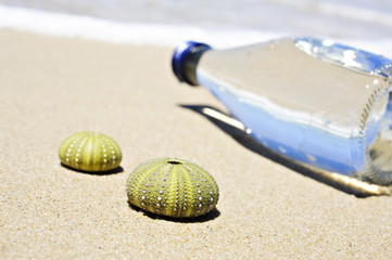 Fototapeta na wymiar Beach scene with two dead sea urchin shells