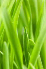 Fototapeta na wymiar Świeże zielona trawa na białym tle