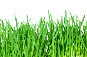 Fototapeta na wymiar Fresh green grass isolated on white background