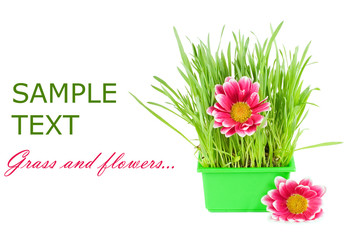 Green grass in a pot isolated on a white background