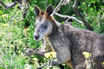 Wallaroo or Euro, Griffiths island, Port Fairy, Autralia