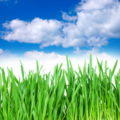 Fototapeta premium grass and cloudy sky