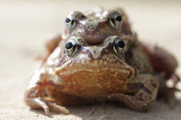 Accouplement de grenouilles rousses