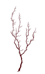Fototapeta premium Young tree isolated on white background