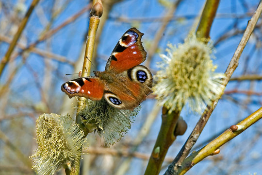 butterfly peacock eye