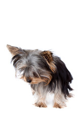 Yorkshire terrier mirando abajo