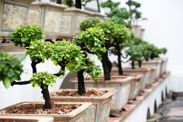 Row of bonsai trees