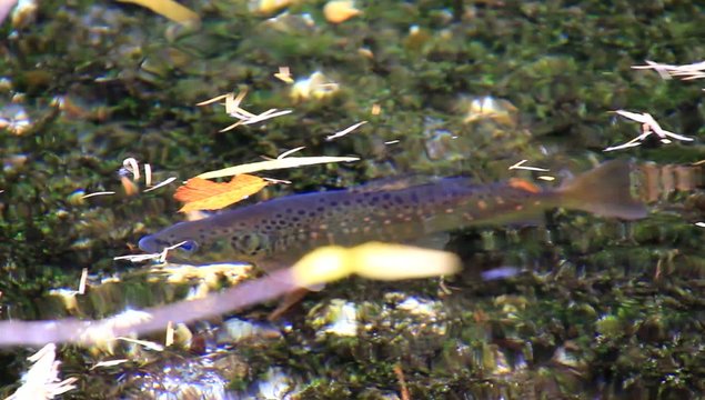 上高地の岩魚　Char in Kamikochi
