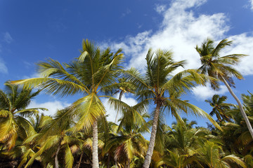 Fototapeta na wymiar palms