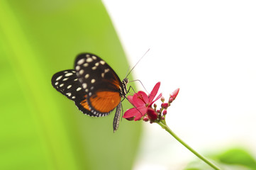 Obraz na płótnie Canvas Schmetterling auf Blüte