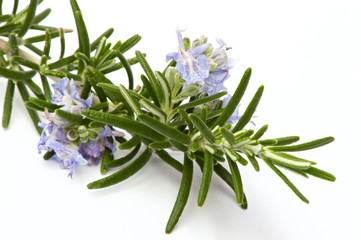 Rosmarinzweig mit Bl&uuml;ten I, Makro, isoliert