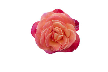Fototapeta premium rose1