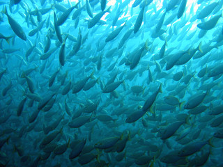 Fototapeta na wymiar Large shoal of Sarpa salpa fish underwater in the marine reserve of Banyuls Cerbere, Mediterranean sea, Roussillon, France