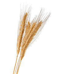 Fototapeta premium Wheat
